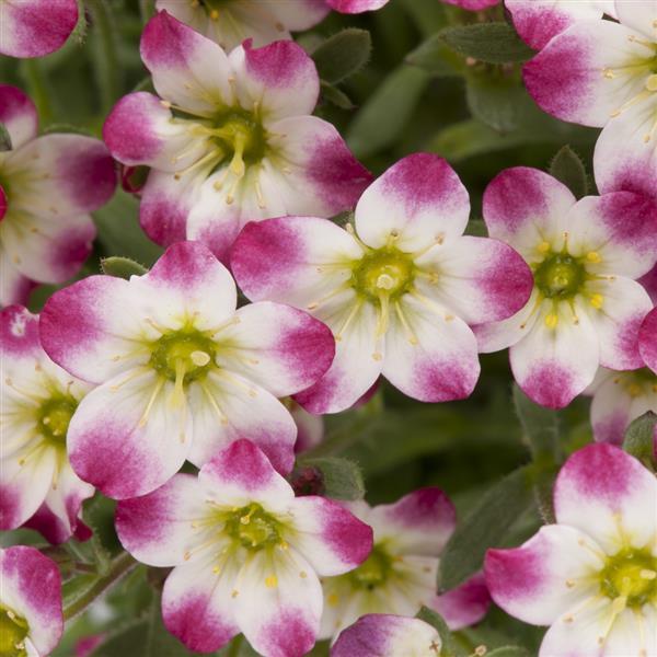 Saxifraga Rockfoil Marto Red Picotee