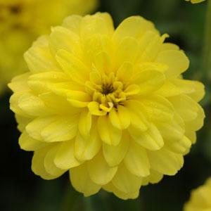 Zinnia Zahara Double Yellow - 8" Planter