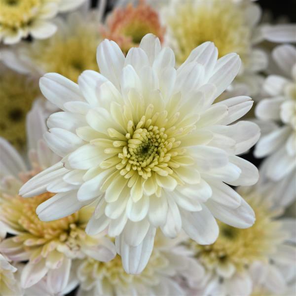 Milkshake Cocont White - 8"x6" Potted Garden Mum