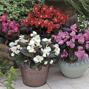 Begonia Harmony Plus Mix - Flower Pouch