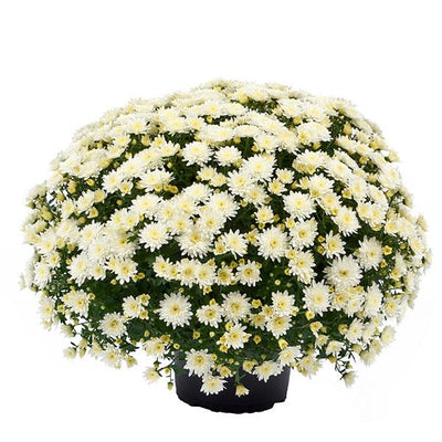 Morgana White - 5" Potted Garden Mum