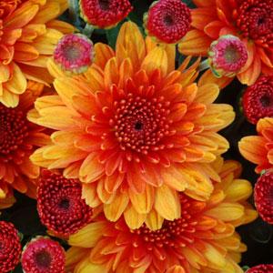 Autumn Glow Bronze - 10" Deco Pot Garden Mum