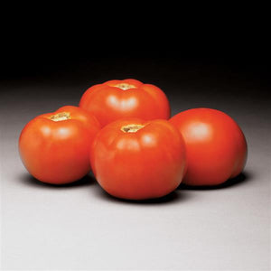 Tomato Better Bush - 4" Potted Vegetable