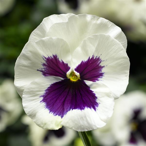 Pansy Delta Pro White w/ Blotch - 6 Pack Annual