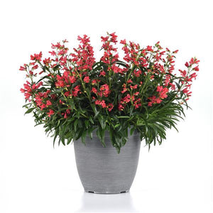 Penstemon Beardtongue Rock Candy Coral