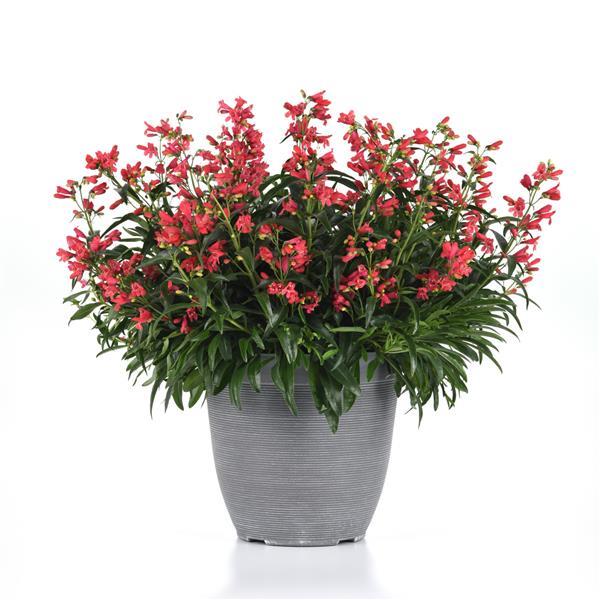 Penstemon Beardtongue Rock Candy Coral