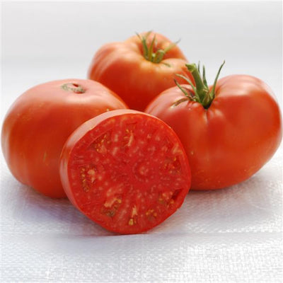 Tomato Brandywine Red Pot Leaf - 4" Potted Vegetable