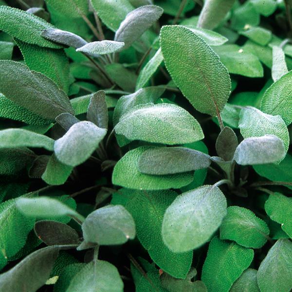 Salvia-Sage Purple - 4.33" Potted Herb