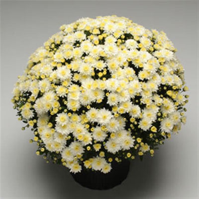 Butter N Cream White - 10" Deco Pot Garden Mum