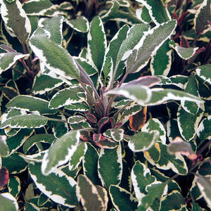Salvia-Sage Tricolor - 4.33" Potted Herb