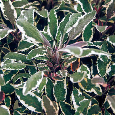Salvia-Sage Tricolor - 4.33" Potted Herb