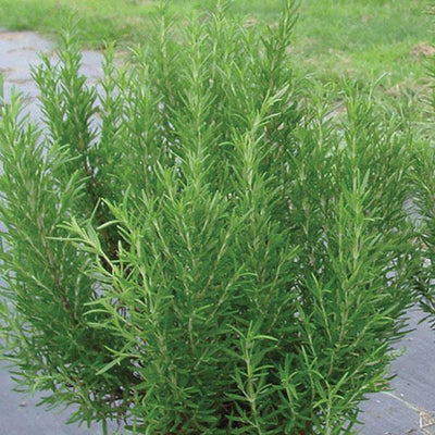 Rosemary Barbecue - 4.33" Potted Herb
