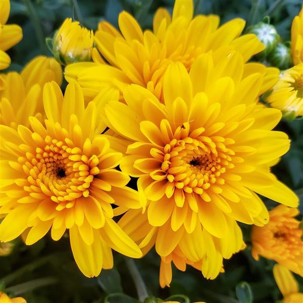 Sweet Honey Yellow - 9"x6" Potted Garden Mum