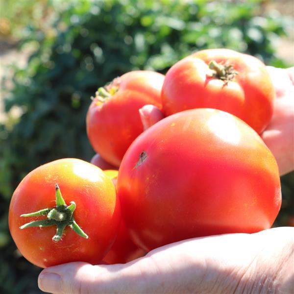 Tomato Patio - 4" Potted Vegetable