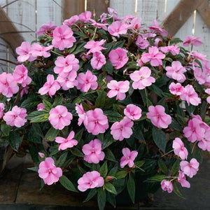 Sunpatiens Lavender Splash - 8" Planter