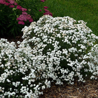 Achillea Yarrow Peter Cotton Tale