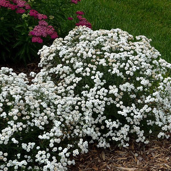 Achillea Yarrow Peter Cotton Tale