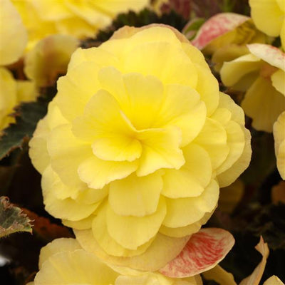 Begonia iCandy Lemon Yellow - 4.5" Potted Begonia