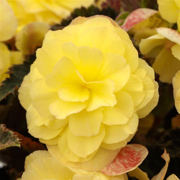 Begonia iCandy Lemon Yellow - 4.5" Potted Begonia