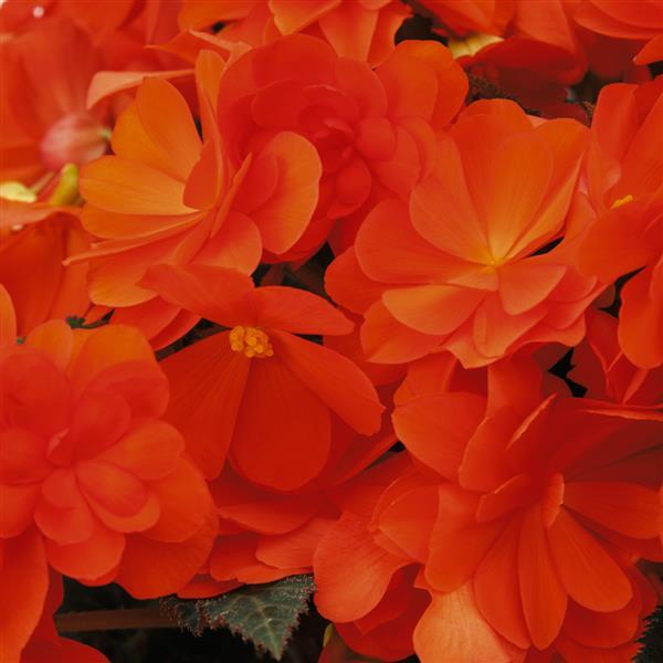 Begonia iCandy Inferno - 4.5" Potted Begonia