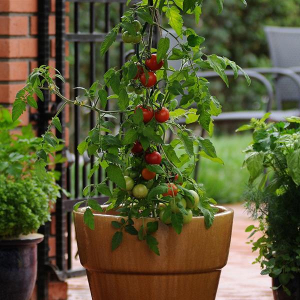Tomato Fourth of July - 4" Potted Vegetable