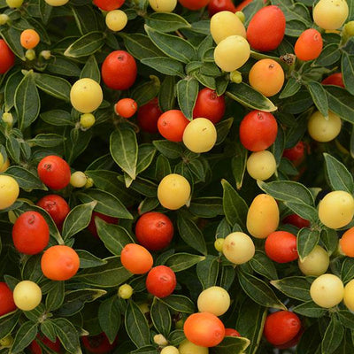 Hot Pops Yellow Ornamental Pepper - 5" Fall Annuals