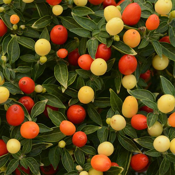 Hot Pops Yellow Ornamental Pepper - 5" Fall Annuals