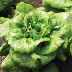 Lettuce Buttercrunch - 4 Pack Vegetable