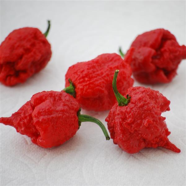 Pepper Carolina Reaper - 4" Potted Vegetable