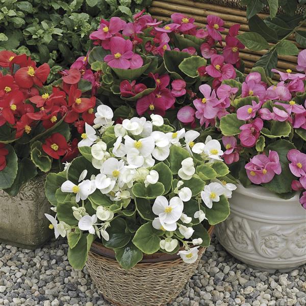 Begonia Prelude Plus Mix - Flower Pouch