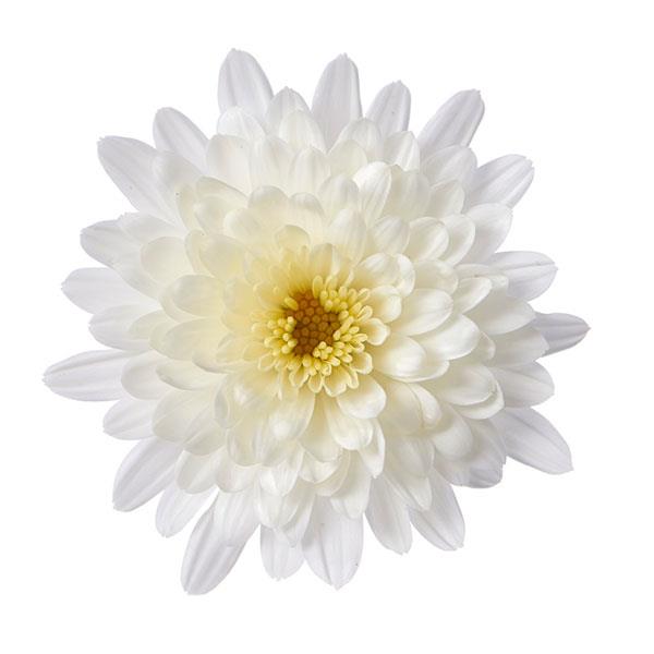 Morgana White - 5" Potted Garden Mum
