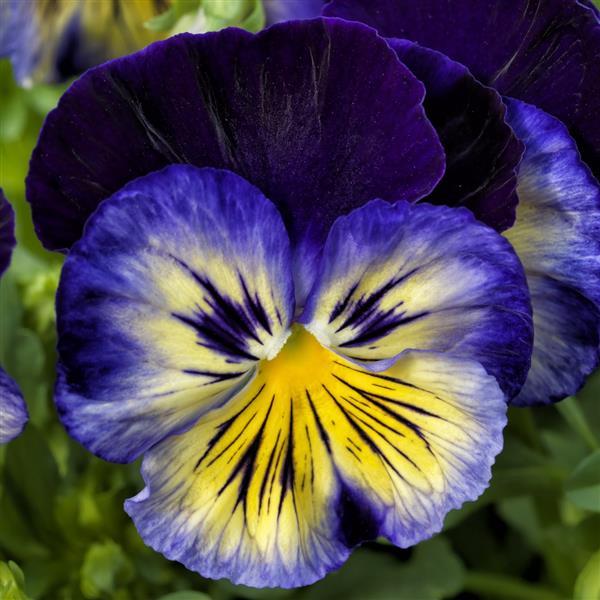 Pansy Delta Premium Blue Morpho - 6 Pack Annual