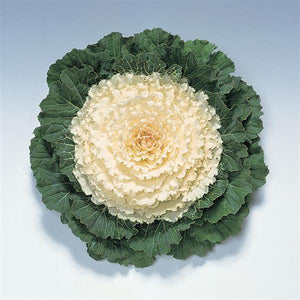 Pigeon White Ornamental Kale - 8" Fall Annuals