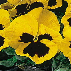Pansy Delta Pro Yellow Blotch - 6 Pack Annual