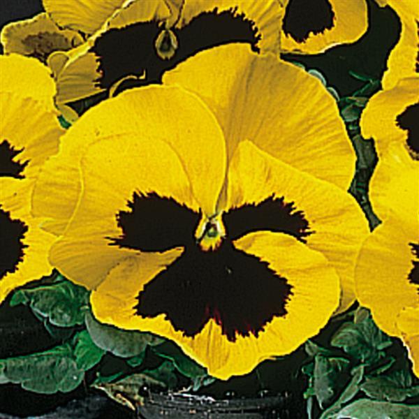 Pansy Delta Pro Yellow Blotch - 6 Pack Annual