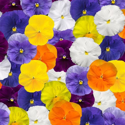 Pansy Delta Pro Clear Colors Mix - 6 Pack Annual