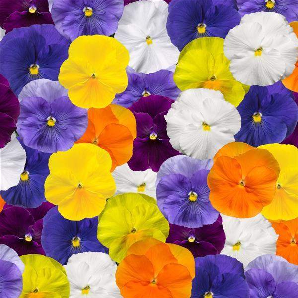Pansy Delta Pro Clear Colors Mix - 6 Pack Annual