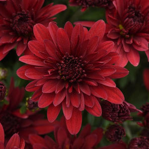 Roaring Red - 10" Deco Pot Garden Mum