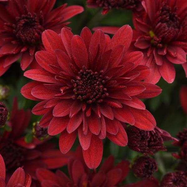 Roaring Red - 10" Deco Pot Garden Mum