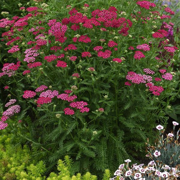 Achillea Yarrow New Vintage Violet