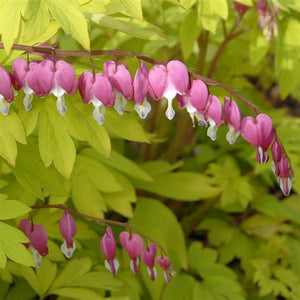 Dicentra Bleeding Heart Yellow Leaf