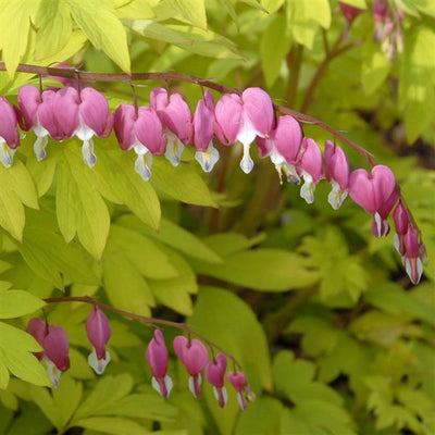 Dicentra Bleeding Heart Yellow Leaf