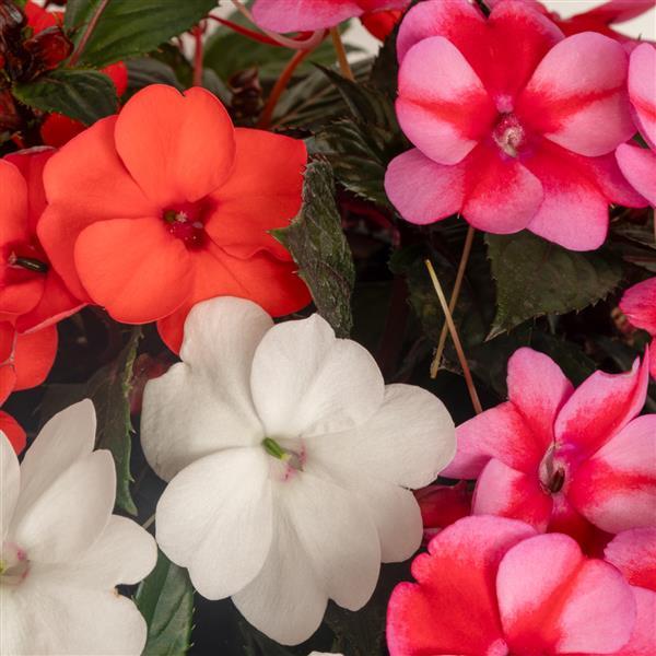 SunPatiens Pop Life Mix - 12" Planter