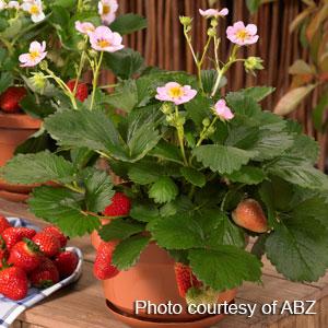 Strawberry Berries Galore Pink - Jumbo 4 Pack