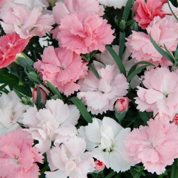 Dianthus Pinks Everlast Pink to White - 6" Perennial