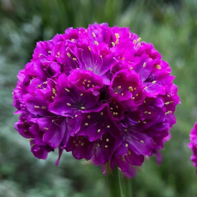 Armeria Thrift Vivid Dreams - 6" Perennial