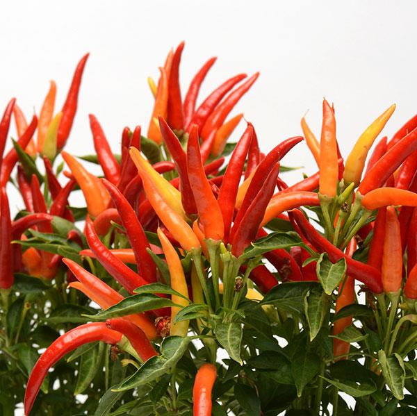 Chilly Chili Ornamental Pepper - 8" Fall Annuals