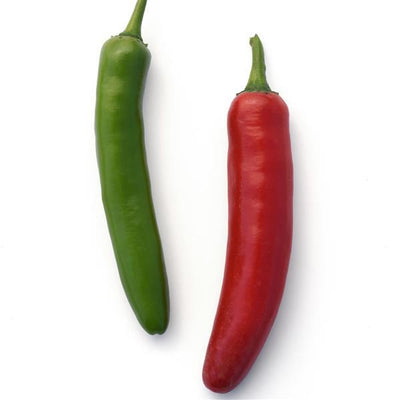 Pepper Serrano - 4" Potted Vegetable