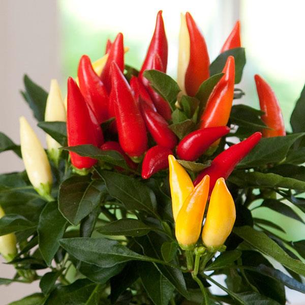 Joker Ornamental Pepper - 5" Fall Annuals