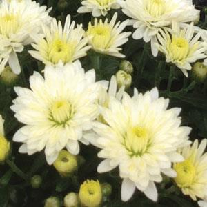 Paradiso White - 5" Potted Garden Mum
